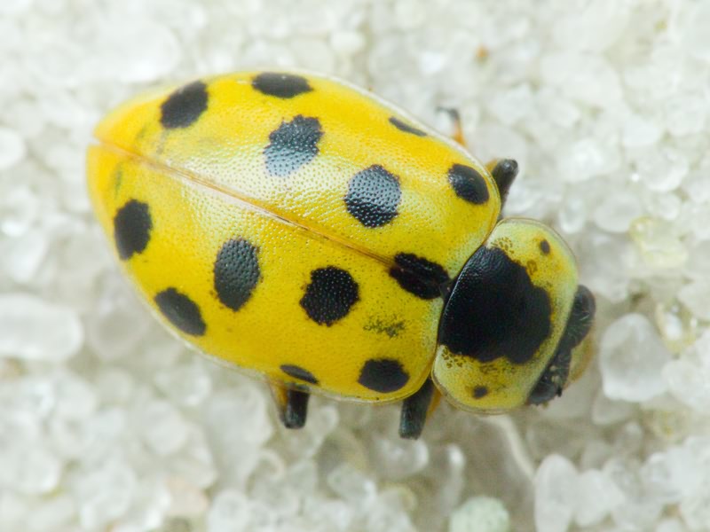 Hippodamia tredecimpunctata (Linnaeus, 1758)